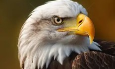 开云体育APP下载-老鹰客场大胜尼克斯，特雷-杨砍下全场最高分